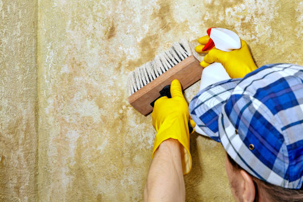 Reliable Suisun City, CA Mold Removal Solutions