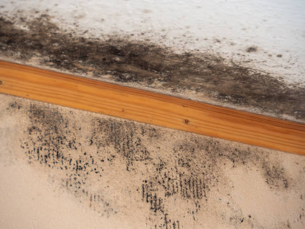 Best Comprehensive Air Testing for Mold Contaminants  in Suisun City, CA
