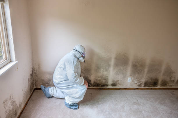 Best Basement Mold Removal  in Suisun City, CA