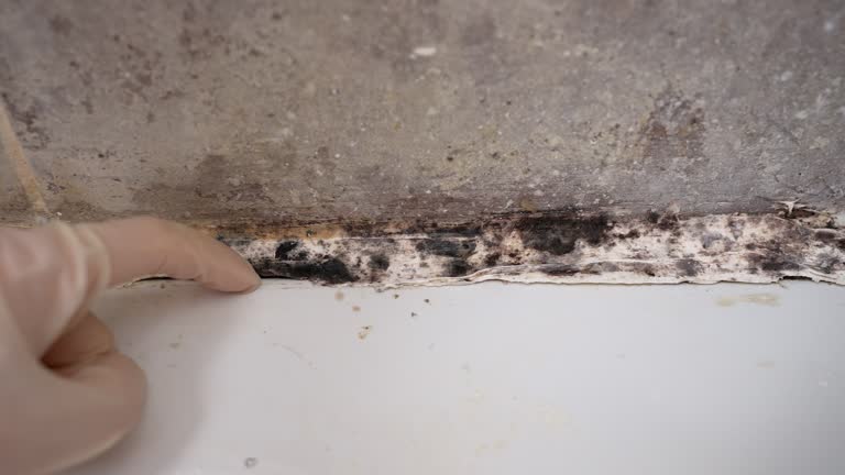 Best Mold-Related Health Consultation  in Suisun City, CA